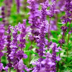 Meet your Posher, Asantewaa